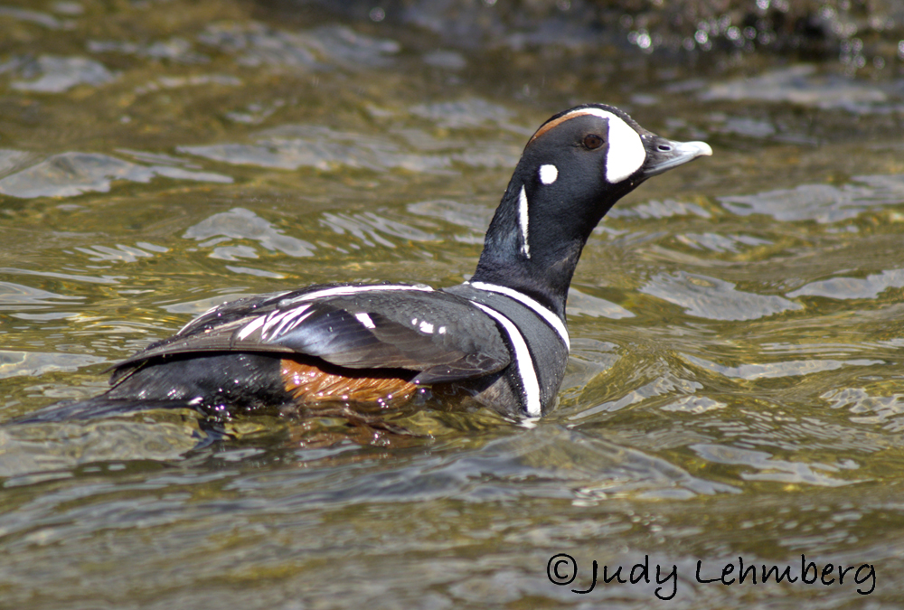 A Male Harlequin Duck Threatening Another Male