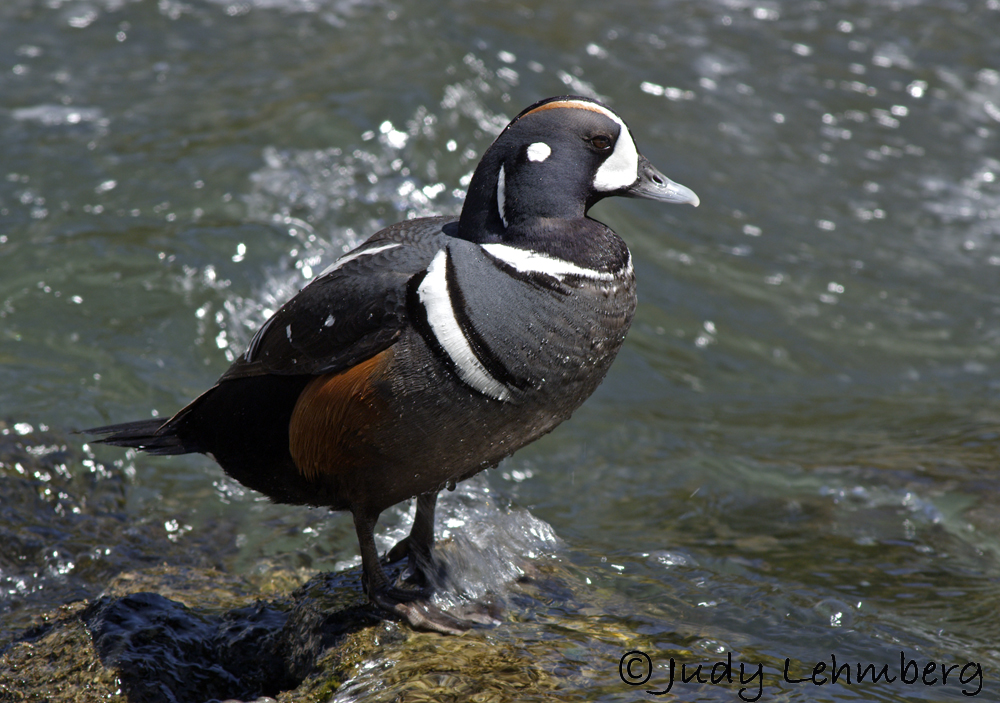 A Male Harlequin Duck