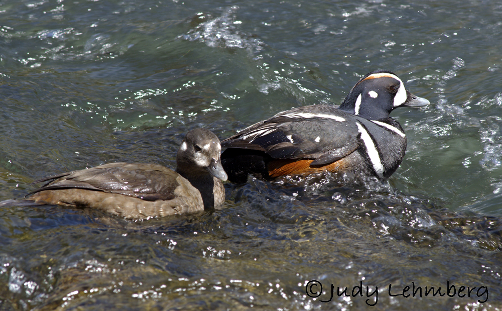 A Pair of Harlequin Ducks